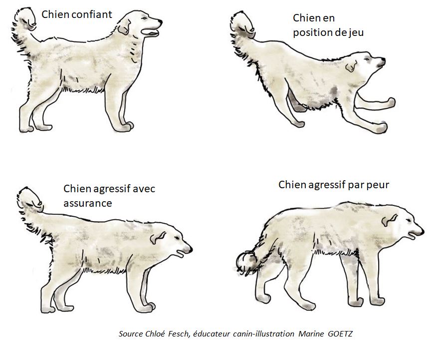 posture-chien-ffrandonnee-savoie